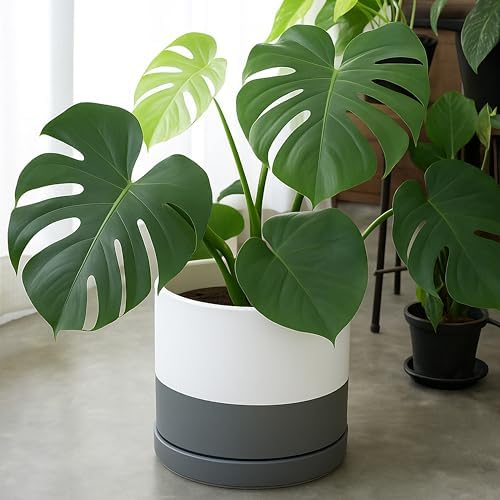 D'vine Dev 12 Inch Ceramic Planter Pot, White/Grey, 94-O-F-6