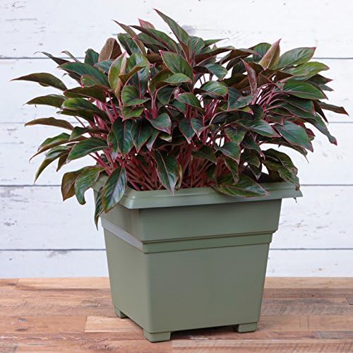 Root & Vessel Countryside Square Tub Planter, Sage, 18-Inch