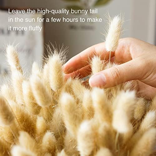 Natural Dried Bunny Tail Grass - 110~120 Stems Lagurus Ovatus for Boho Decor, Dried Pampas Grass Flower Arrangements Wedding Home Kitchen Office Decor
