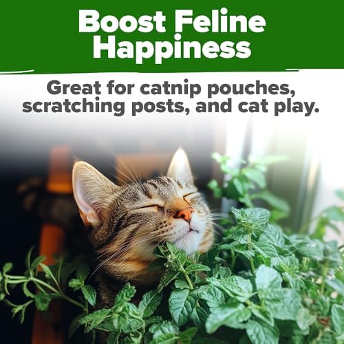 HOME GROWN Catnip Seeds, 2,116 Seeds, Nepeta cataria