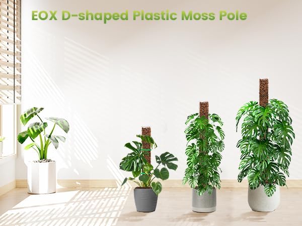 EOX Plastic Moss Pole for Monstera, 24/36/48-Inch, 6-Pack | Clear D-Shaped Design, Fold-to-Assemble, Sphagnum Moss Not