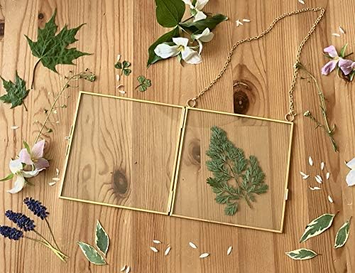 Glass Frame for Pressed Flowers, Leaf and Artwork - Hanging Gold 6x6 Square Metal Picture Frames, Clear Double Glass Floating Frame, Wall Decor Photo Display, Set of 2 Flower Press Frames with Chain