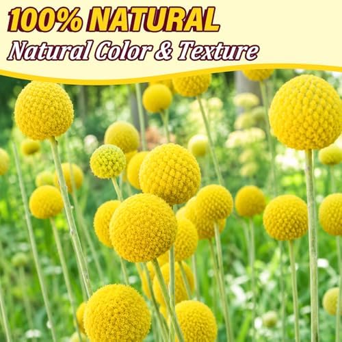 30PCS Dried Billy Balls Flowers for Flower Arrangements & Wedding Decor