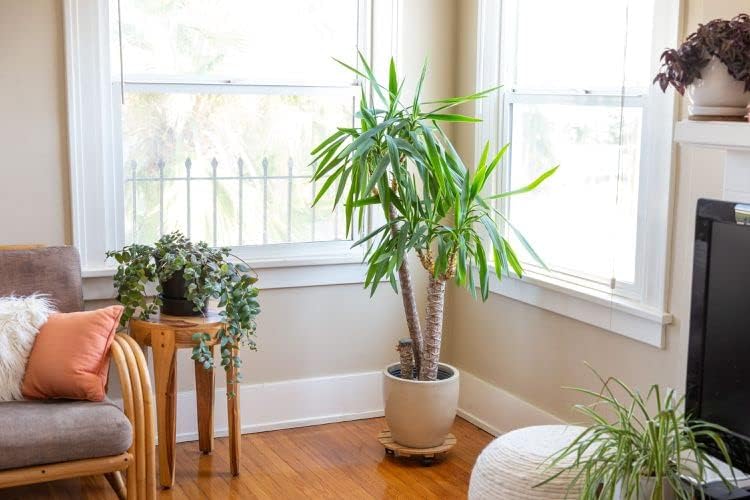 Palm Tree Potting Mix - The Ultimate Soil for Strong and Healthy Palms - Top Choice for Palm Tree Growers [5 Quart Bag]