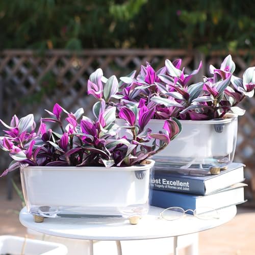 Oliz Self-Watering Planter with Coco Coir, Clear Modern Rectangular Pot