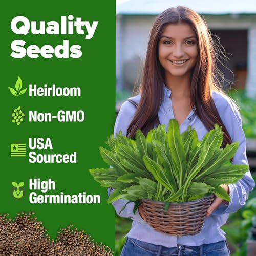 HOME GROWN Culantro Seeds, 360 Seeds, Eryngium foetidum