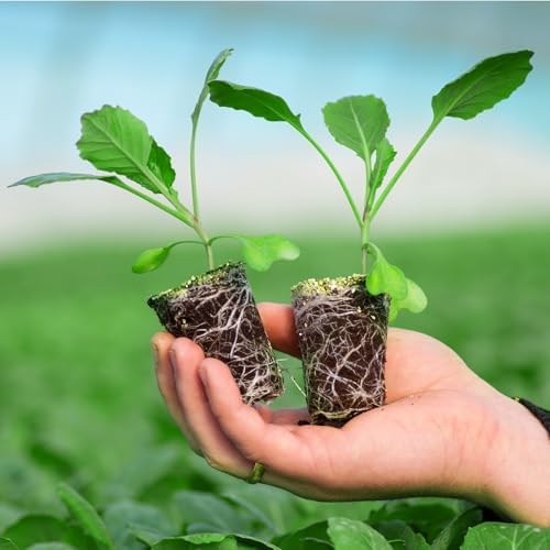 30 Pack Peat Pots, 3.1 Inch Seed Starting Pots, No Drainage Holes