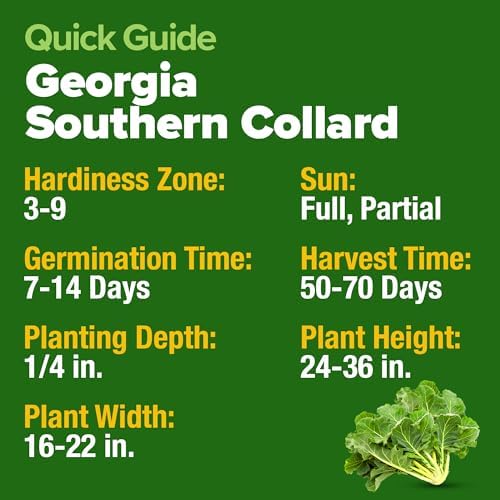 HOME GROWN Georgia Southern Collard Seeds, 300+ Seeds, Brassica oleracea