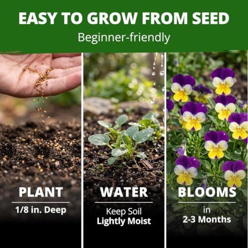 HOME GROWN Johnny Jump Up Helen Mount Viola Seeds, 1,500, Viola Tricolor