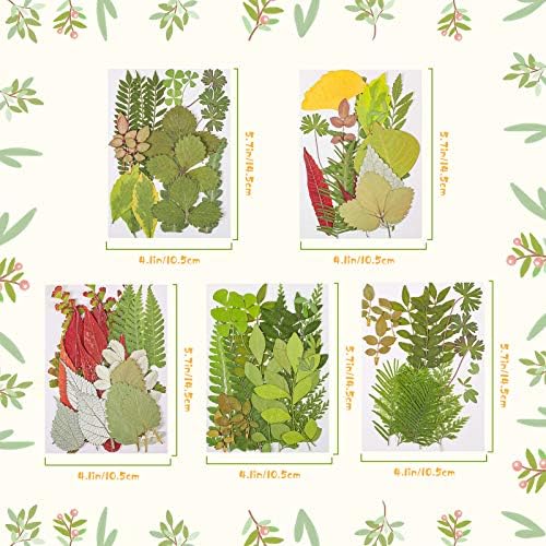 Nuanchu 99 Pieces Bulk Assorted Pressed Leaves for Crafts, 5 Pack, Classic