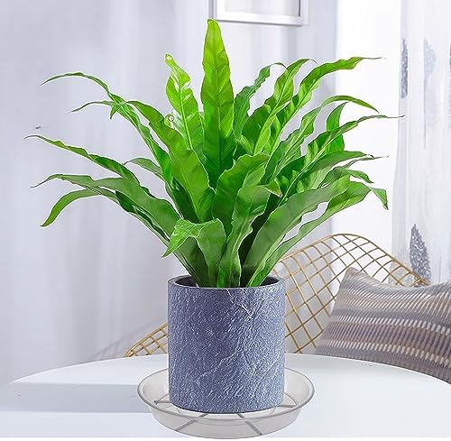 6 Pack Plant Saucer Drip Tray, 4 5 6 8 9 10 12 14 16 18 inch, Heavy Sturdy Plastic Planter Flower Pot Saucers for Indoor Outdoor Garden, Plant Water Drip Trays for pots Base (6", Grey)