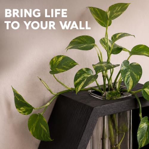 AVERGO Wall Plant Decor (2-Pack), Black Wood Indoor Wall Planter