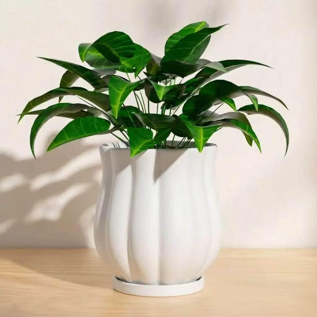 5.8" Matte White Ceramic Plant Pot with Saucer | 5.8 x 5.8 x 6.6 Inches | With Drainage Hole | Suitable For Indoor and