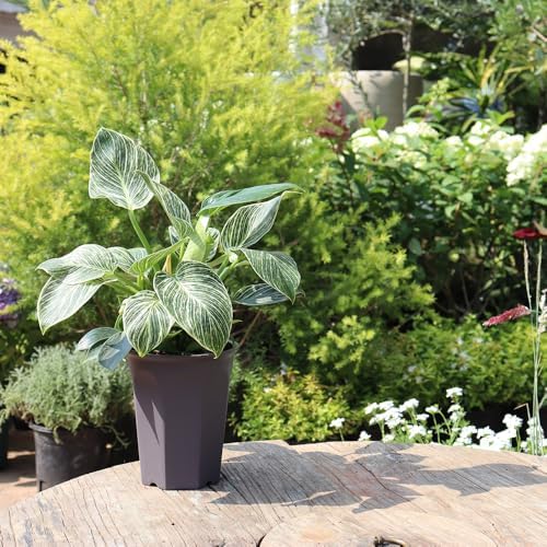 10 Pack 5.30 Inch Plastic Deep Nursery and Seedling Pots, Round Transplant Seed Starter Planter, Gray Color