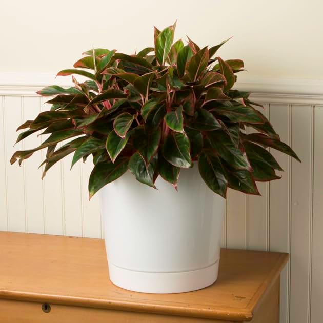 Novelty Majestic Full Depth Cylinder Pot, Glossy White, 12-Inch (10122)