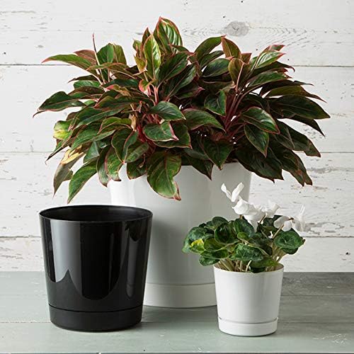 Root & Vessel Majestic Full Depth Cylinder Pot, Glossy White, 14-Inch (10142)