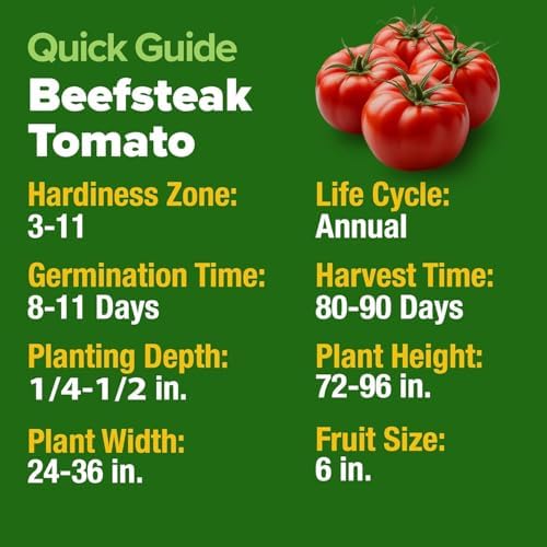 HOME GROWN Beefsteak Tomato Seeds, 300+ Seeds, Solanum lycopersicum