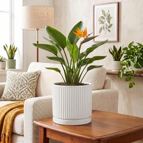 8 Inch Pots for Plants, Ceramic Plant Pots with Saucer, White