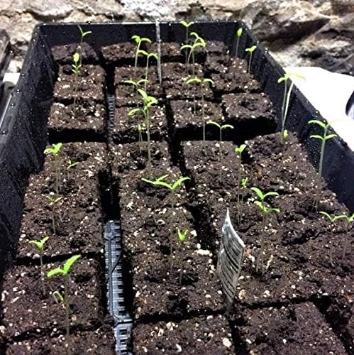 Bootstrap Farmer Mesh Bottom 1020 Trays - 5 Pack Extra Strength Microgreens Soil Blocks Hyroponics