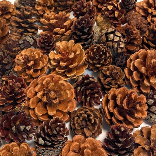 Pine Cones | 100 Small Pine Cones 3/4"-1 1/4" | 6 oz Mini Black Spruce Pine Cones | Pine Cone Filler