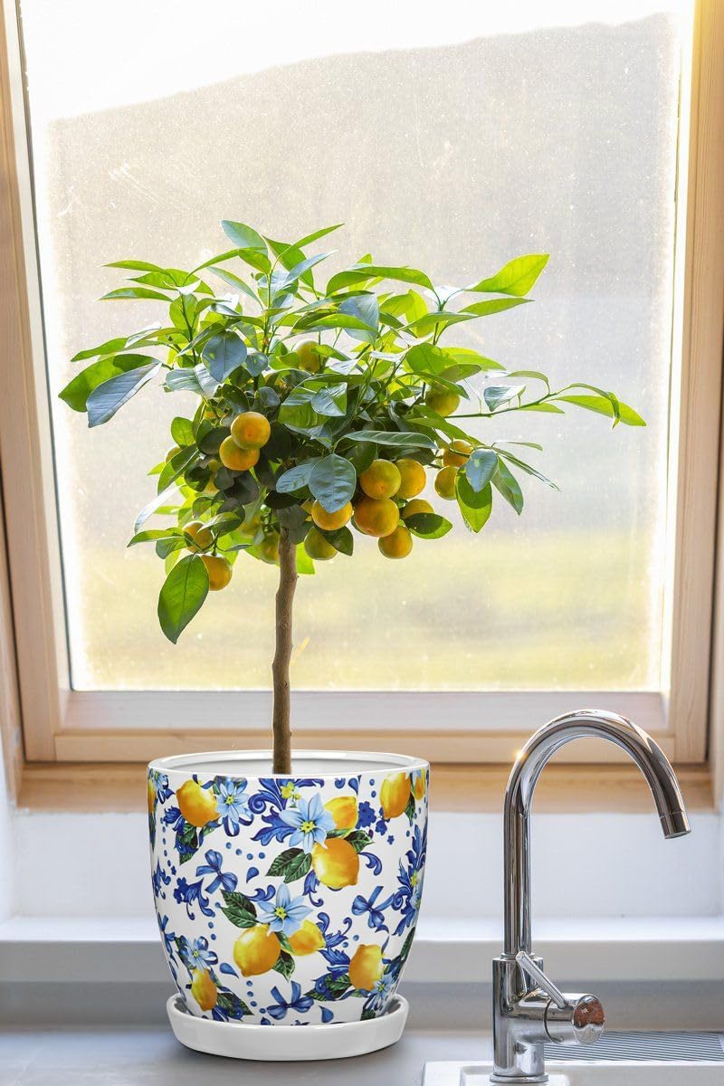 5.3+4.3 inch Ceramic Plant Pots, Set of 2 Blue and White Plant Pot with Drainage Holes and Saucers Small Lemon Indoor