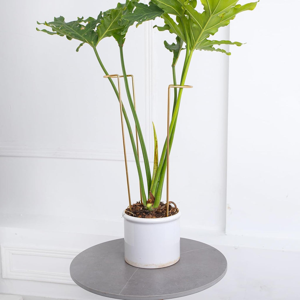 10 PCS Large Indoor Plant Stakes 15.5" Heavy Duty Metal Supports | Plant Supports for Outdoor & Indoor Plants, Durable