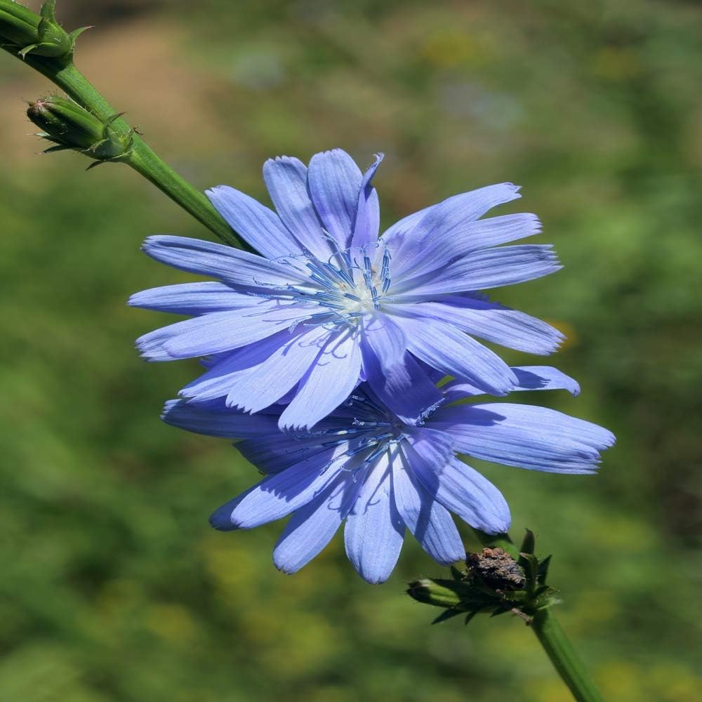 Outsidepride Chicory Seeds for Planting - 1 lb. Perennial, Easy to Grow & Drought Tolerant, Flower Seeds with Clustered