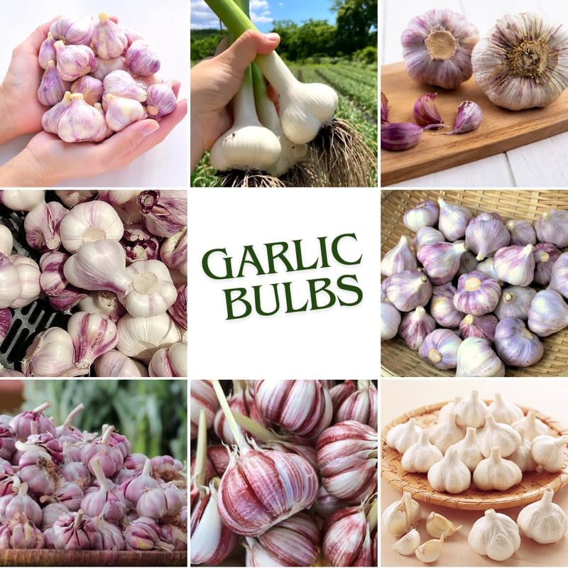 1 Lb Mix Hardneck Garlic Bulbs for Planting, Vegetable Garden | High Yield, Well-Drained Soil, Zones 3-9 Hardy, Autumn