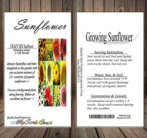1 lb (6,500+ Seeds) Sunflower Sunny Sun Flower Crazy Mix Sunflower Seeds - Non-GMO Seeds By MySeeds.Co (1 lb Sunflower