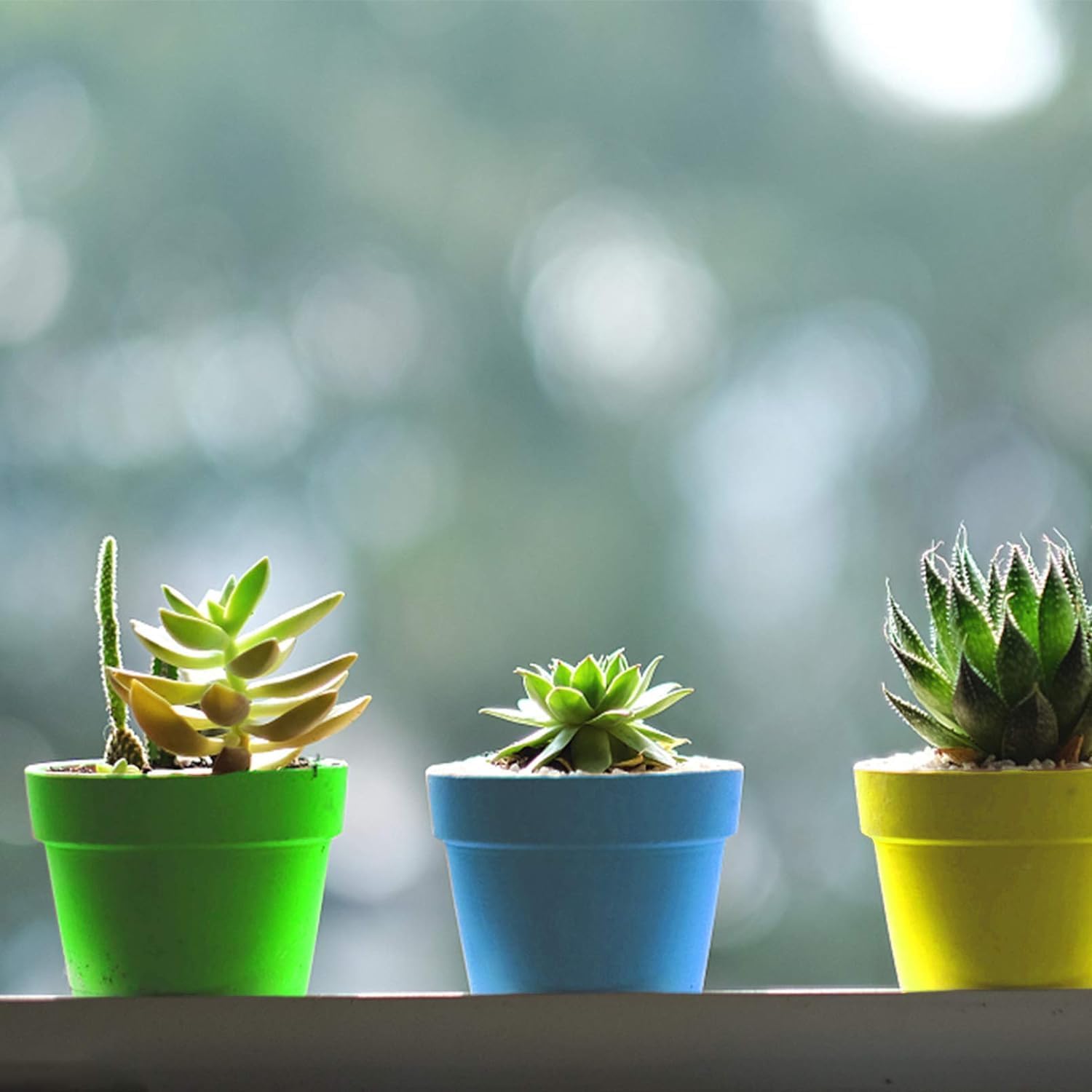 50 Packs Cupcake Plant Nursery Pots with Humidity Dome- Planting Containers Cups- Small Flower Pots for Indoor Outdoor