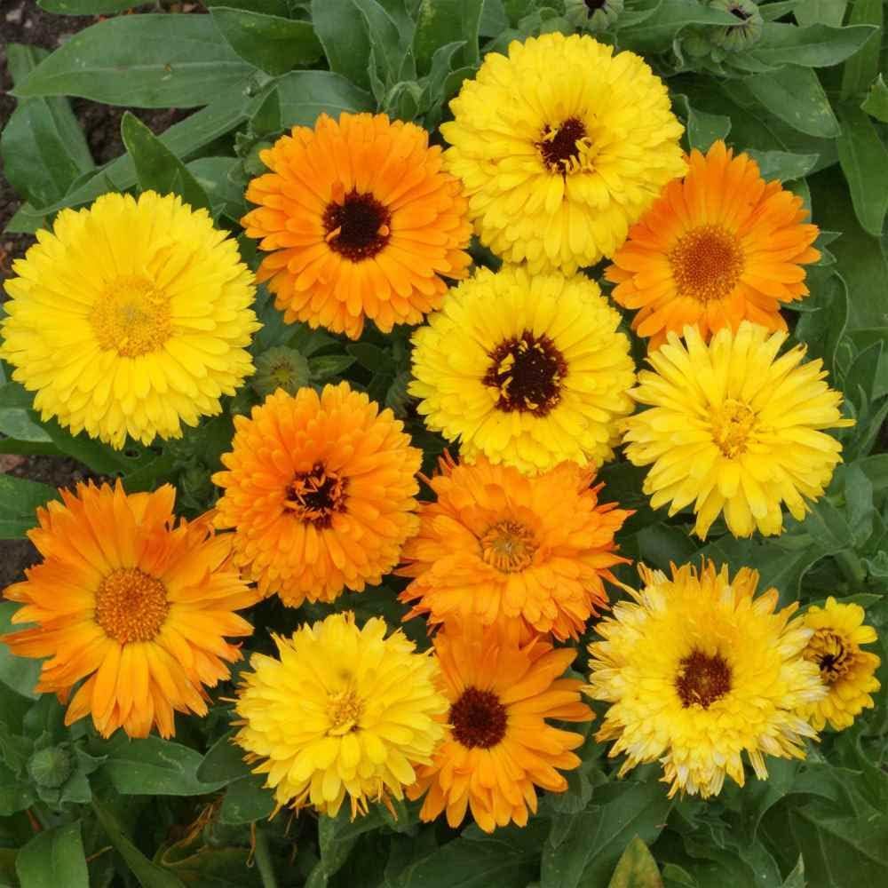 Outsidepride Mix Calendula Seeds - 5 lb. Annual Edible Flower Seeds for Planting for Dishes & Wellness Uses, with