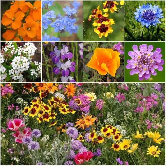 Seed Needs Low Growing Wildflower Seed Mix 5 Bulk Packs (1 Ounce Each)