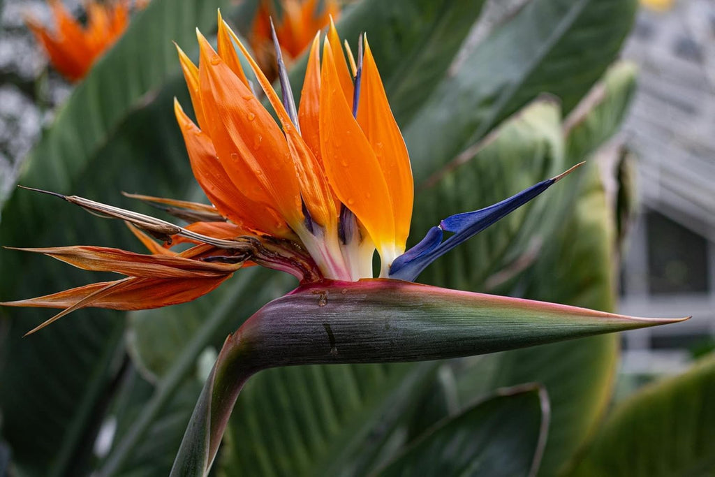 Live Orange & White Birds of Paradise Plant Variety - 'Birds of Paradise' Strelitzia nicolai - ragnaroc Tropical Plant