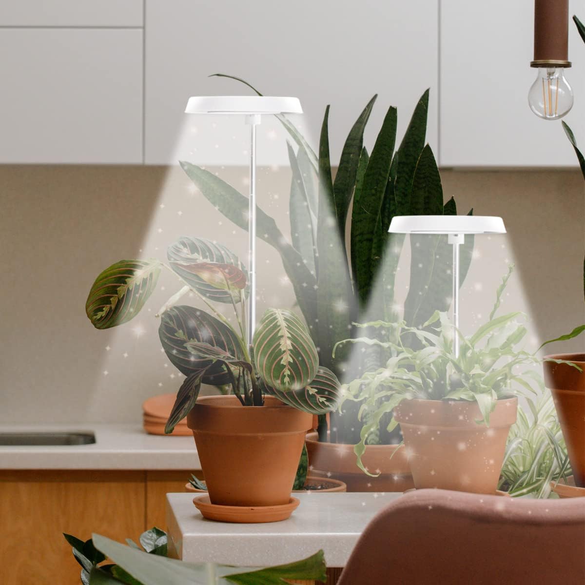 GYTF Halo Plant Grow Light, 6000K White LED Full Spectrum Growing Lamp for Indoor Plants, Succulents, Mini Bonsai
