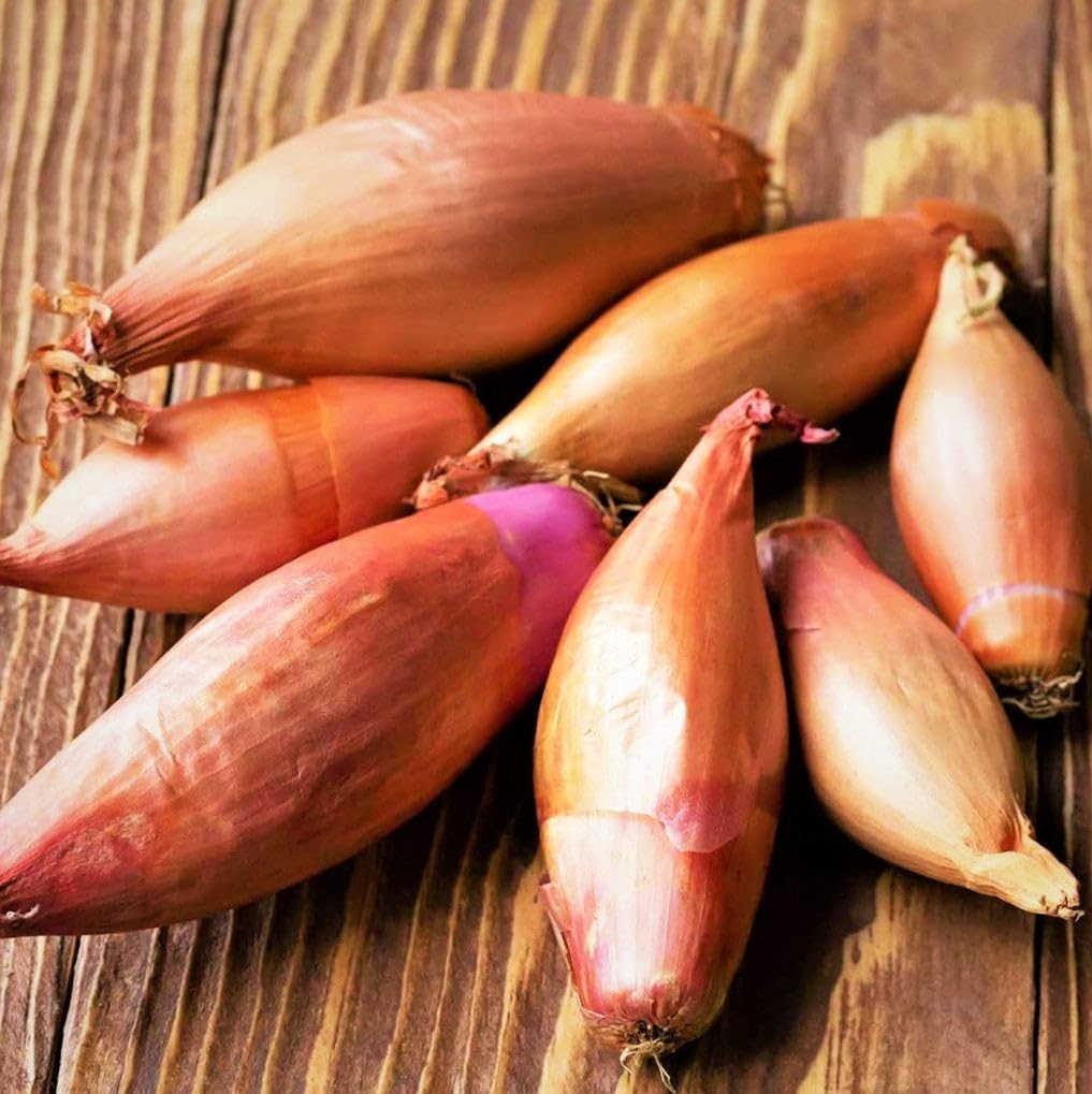 Monique French Shallot Sets (Bulbs) - 1 Pound - for 2025 Planting Seeds Semi-Long F1 Echalote Banana Ulle Mooseer Red