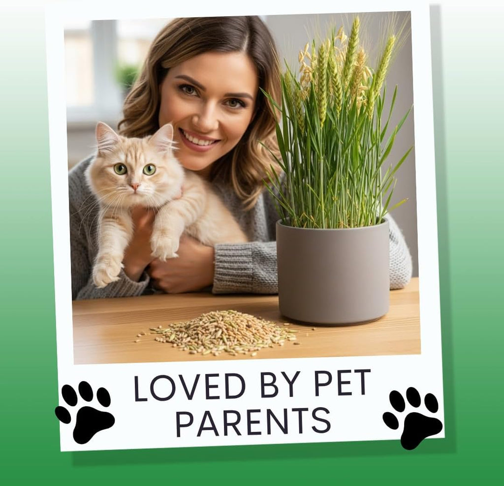 Cat Grass Seeds for Growing | 4 Way Blend, Rye, Wheat, Oats and Barley | Made in USA, Ships from Iowa. (10 Pounds)