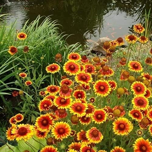 Non GMO Bulk Annual Gaillardia Blanket Flower Seed - Gaillardia Pulchella (1 Lb) North American Native Wildflower