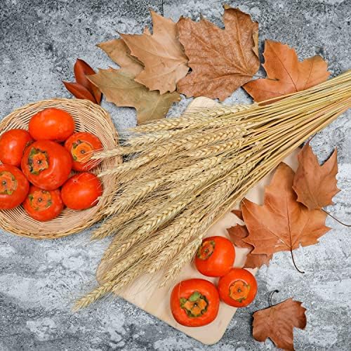 200 Stems Dried Wheat Stalks Natural Wheat Bundle for Home Decor, Crafts (Pack of 2)