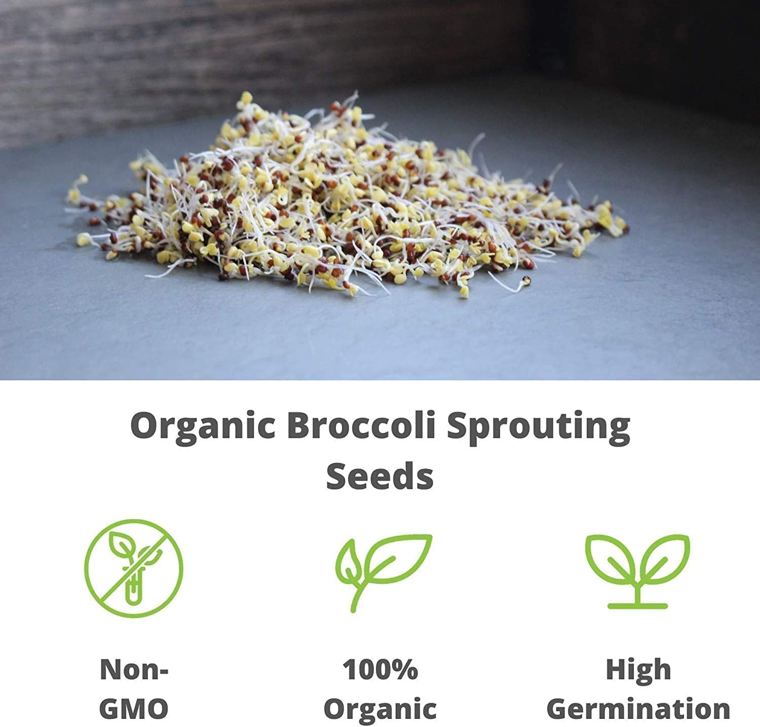 Handy Pantry Broccoli Sprouts Seed Organic - 1 Lb - Non-GMO Broccoli Seeds | Sprouting & Microgreens Sprouting Seeds