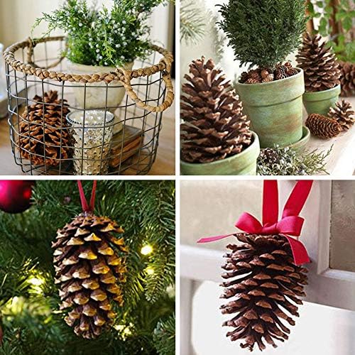 Supla 6 PCS 5"- 6" Tall Natural Pinecones Giant Pine Cones Large Pinecone Ornaments Real Preserved Pine Cones Big Pinecones