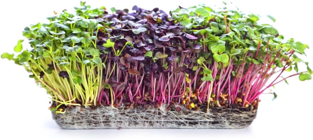 Microgreens Variety Pack (10 Varieties, 2 LBS+, Cabbage, Broccoli, Beet, Radish, Kale, Collard, Mustard, Arugula