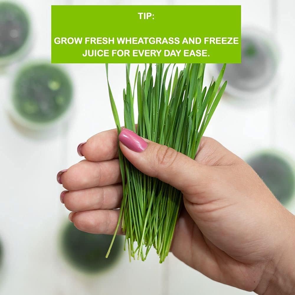 Wheatgrass Growing Kit - Self-Watering Reusable Tray & USA Seeds | Organic kit with soilless grow mats, blackout lid
