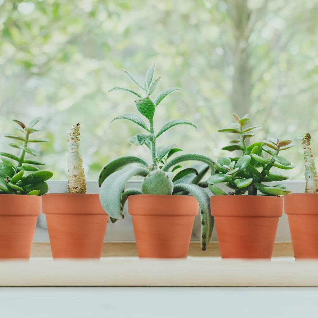 Sderoq 3 Inch Terracotta Pots - 22Pack Clay Flower Pots with Drainage Hole, Succulent Nursery Pot/Cactus Plant Pot.