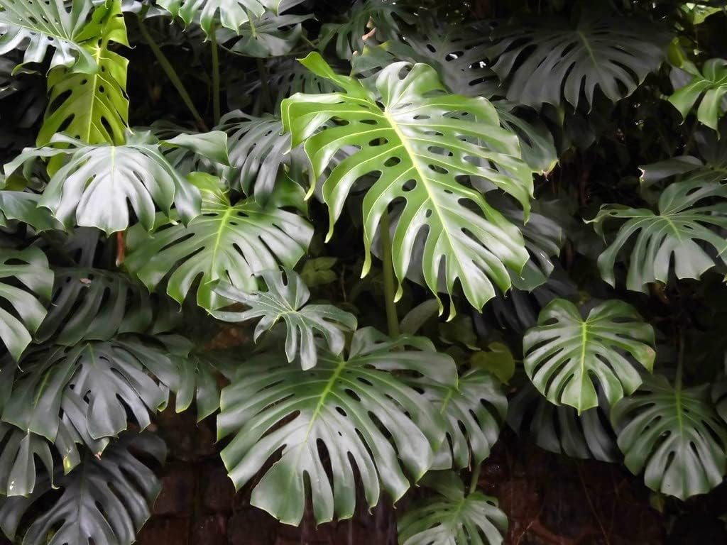 Monstera Borsigiana Planting Mix - Promotes Steady Growth and Vibrant Leaves - 10 Quart (2 Bags of 5 Quart)