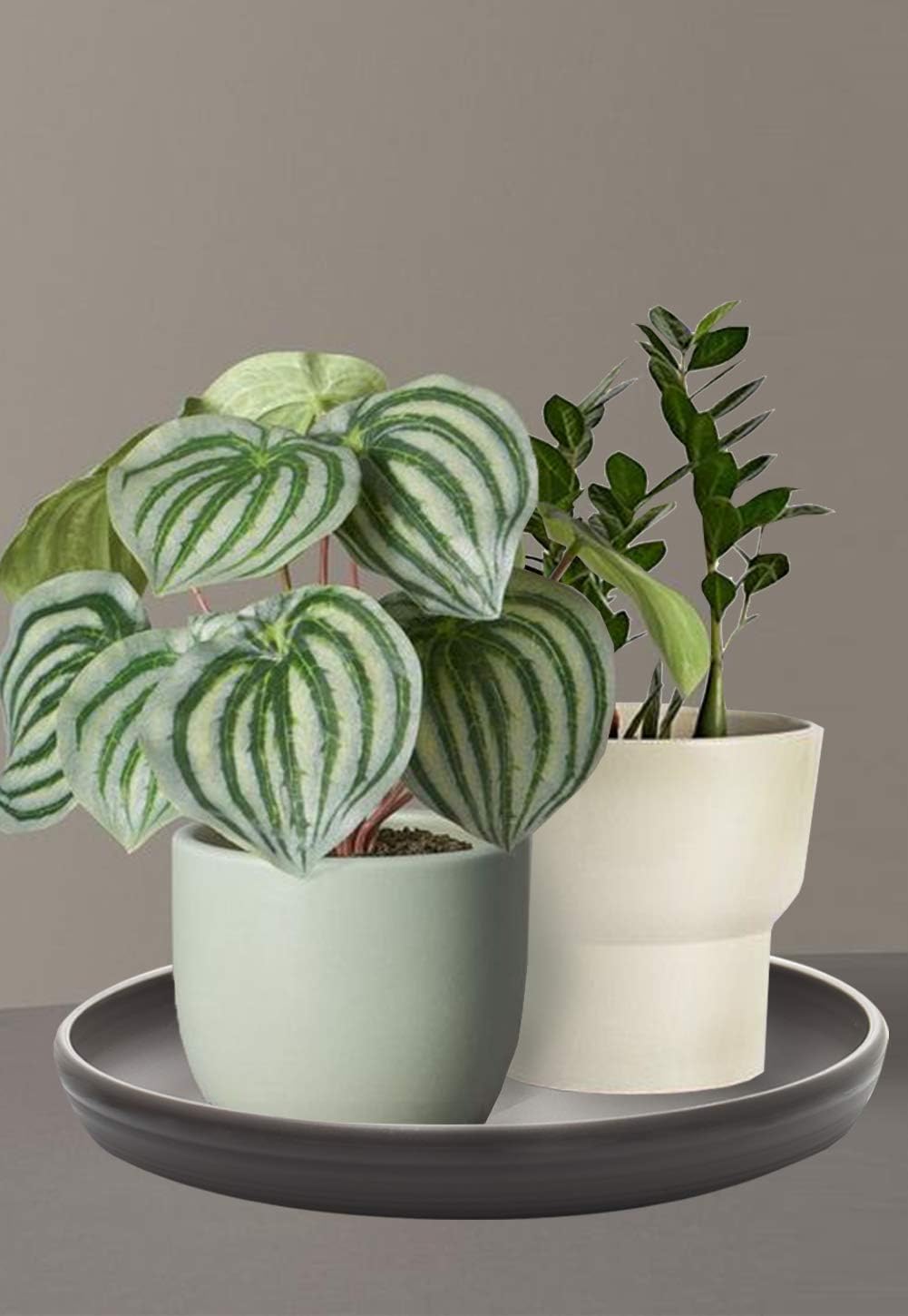 SAROSORA Round Plastic Plant Saucer Drip Tray Set of 6 for Indoor Outdoor Home Garden Flower Plant Container Flower Pot