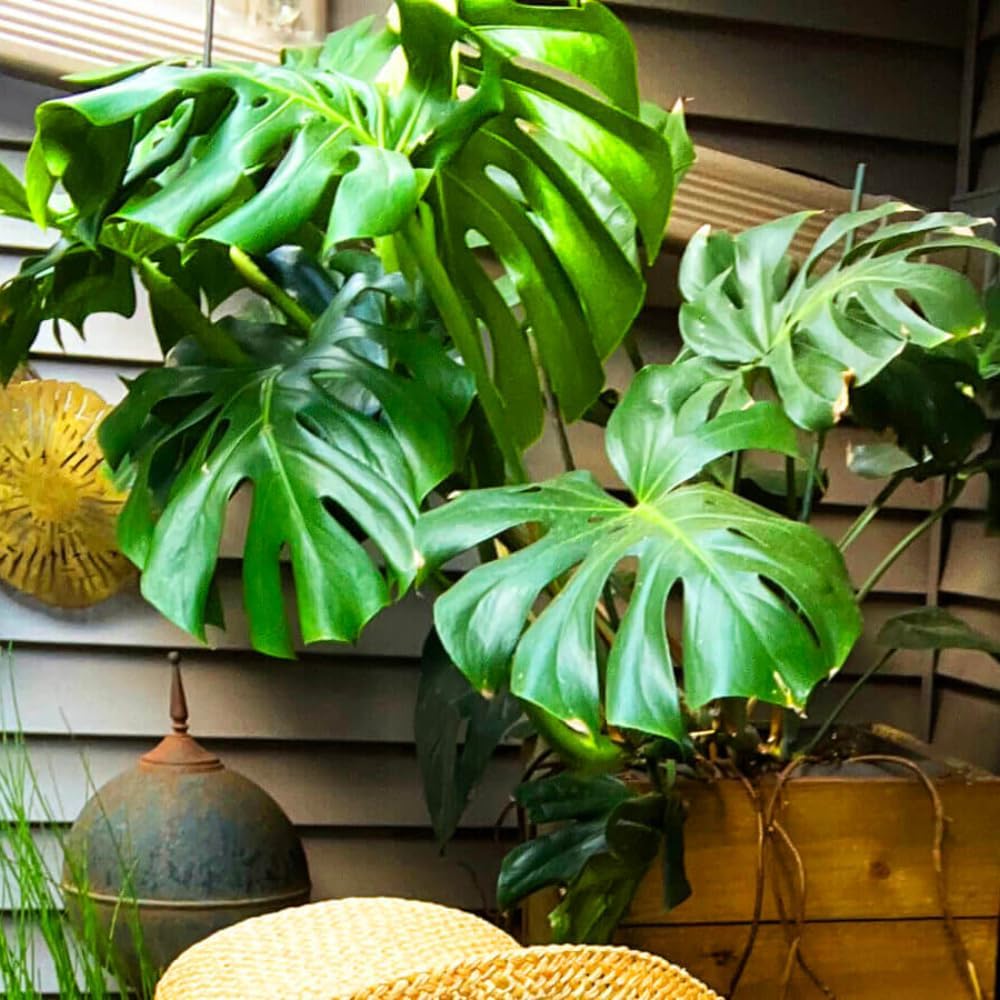 Green Philodendron Plant Live, Starter Houseplant, 5-8 Inch Tall | Zones 10-12 Indoors, Tropical Foliage, Moss Pole
