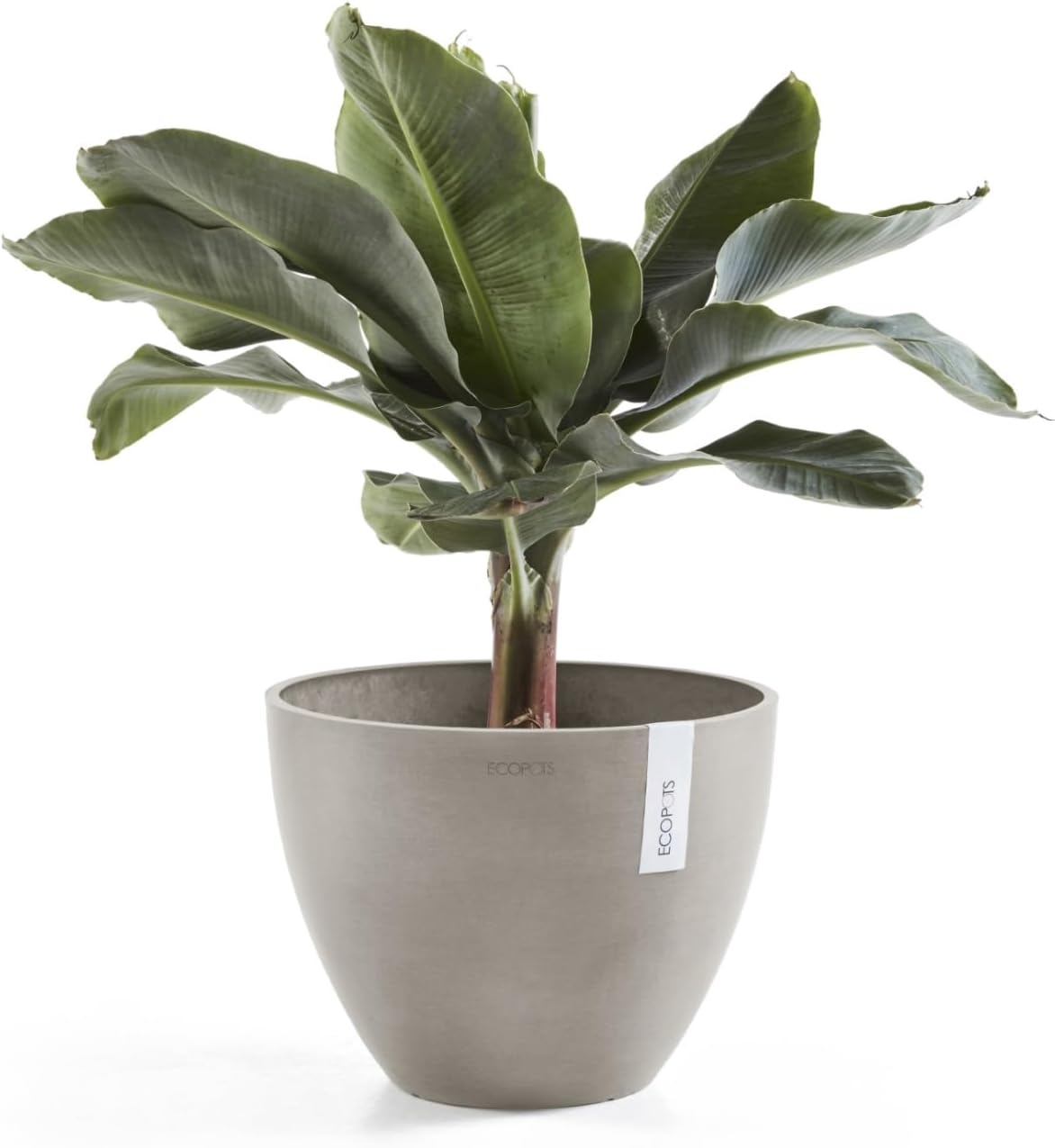 Ecopots Antwerp Round Tapered Flower Planter, Taupe, 12" | Modern Style, Durable Recycled-Based Composite Construction