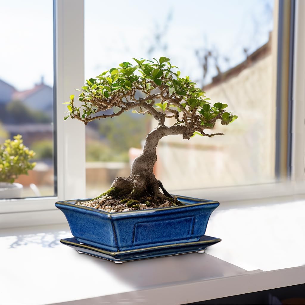 Villa Como Set of 2 Bonsai Pots with Drainage Tray, 7.5" Bonsai Planters | Blue Glazed Ceramic Bonsai Tree Pots