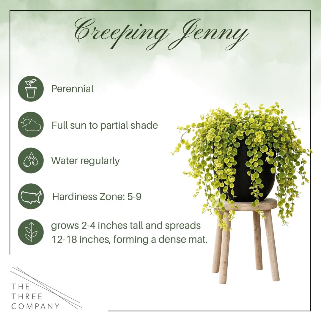 Live Creeping Jenny (Lysimachia nummularia) (4 Pack) - Trailing Ground Cover Perennial, 6" Tall by 4" Wide in 1 Pt Pot