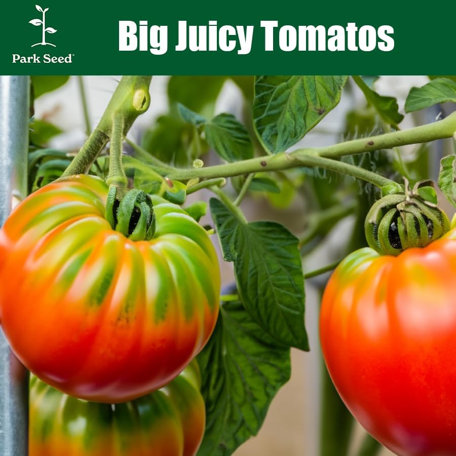 Park Seed Variety of Tomato Seeds, Planting Vegetables, Easy to Grow, Non-GMO, Perfect for Harvesting, Beefmaster